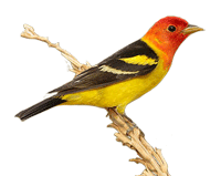 Western Tanager