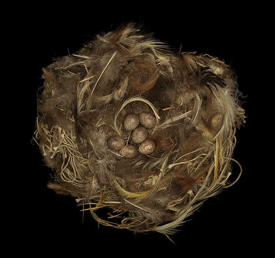 Nido de Rock Sparrow. Sharon Beals