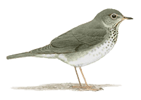 Swainson's Thrush
