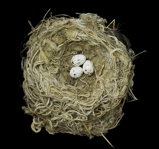 Tyrannus verticalis. Sharon Beals