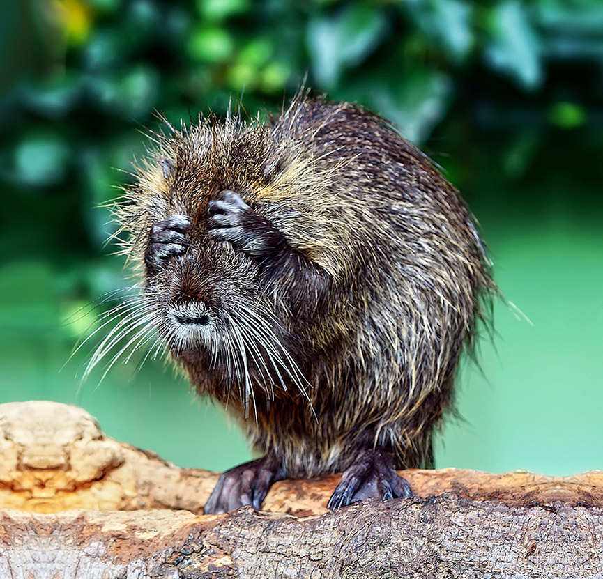 La cajera de una sala de juegos, en 1950. J.R. Eyerman, Nenad Druzic