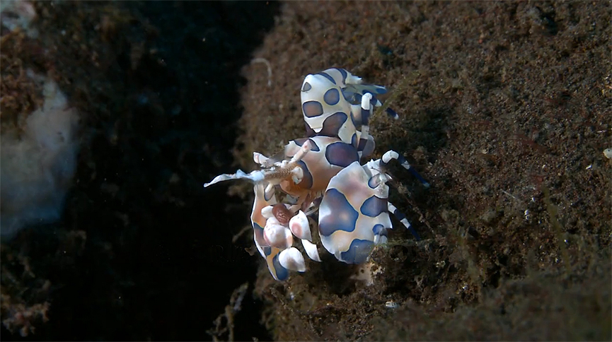 En las profundidades de Bali