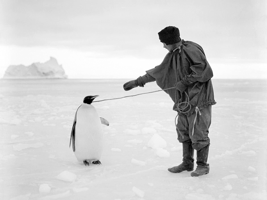 Thomas Clissold, cocinero de la expedición, con un pingüino emperador el 1 de abril de 1911. Herbert Ponting