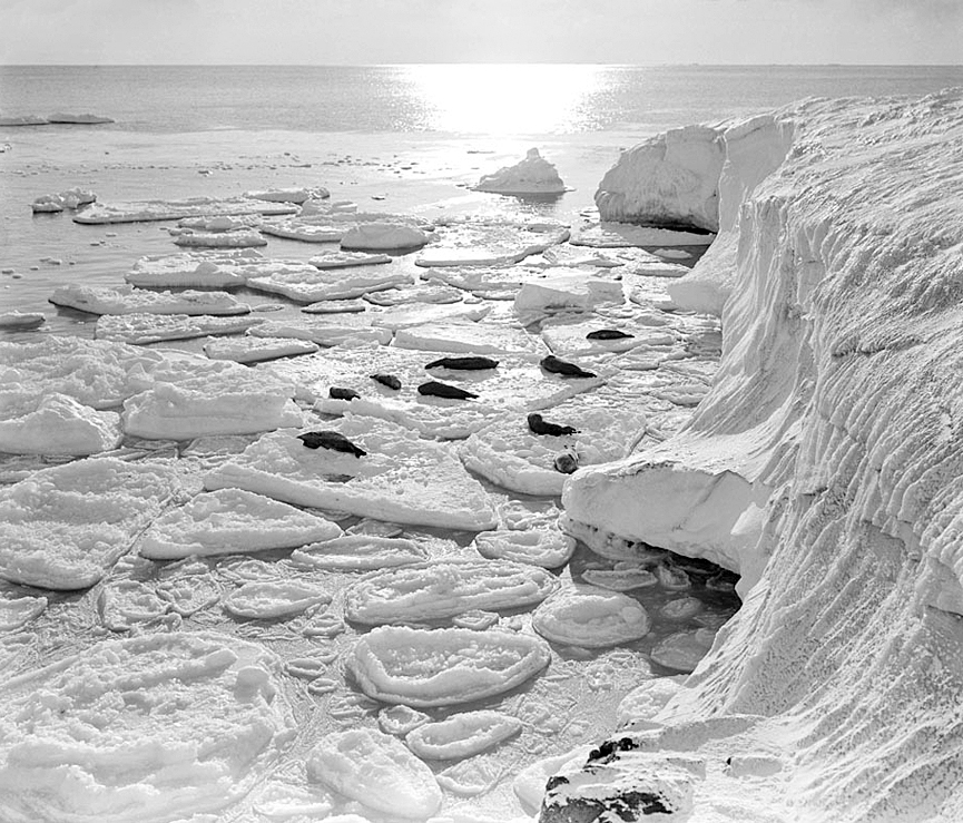 Focas al sol en un témpano de hielo del cabo Evans, 7 de marzo 1911. Herbert Ponting
