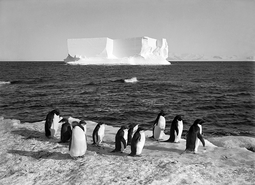 Un grupo de pinguinos en el Cabo Royds frente a un enorme iceberg, 13 febrero 1911. Herbert Ponting