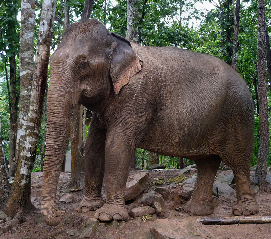 Elefante asiático cerca de la cascada Tad Lo. Ben The Man
