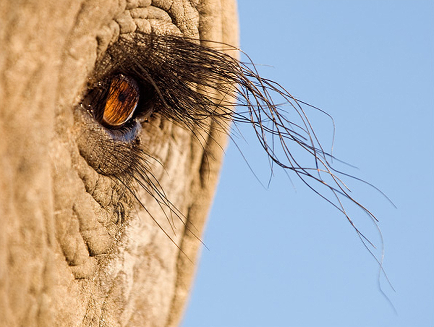 Largas pestañas naturales del elefante © Marsel van Oosten