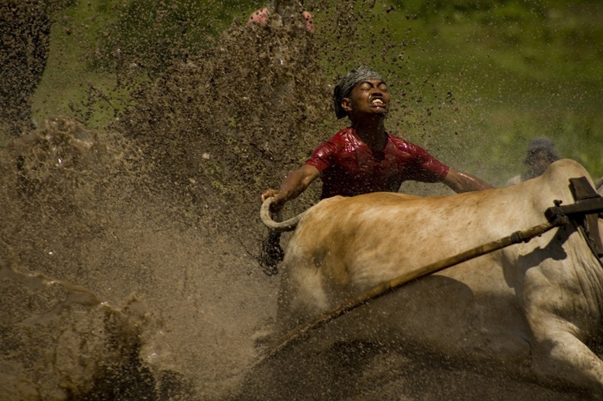 El control de los animales requiere un enorme esfuerzo © Perdana Marcos