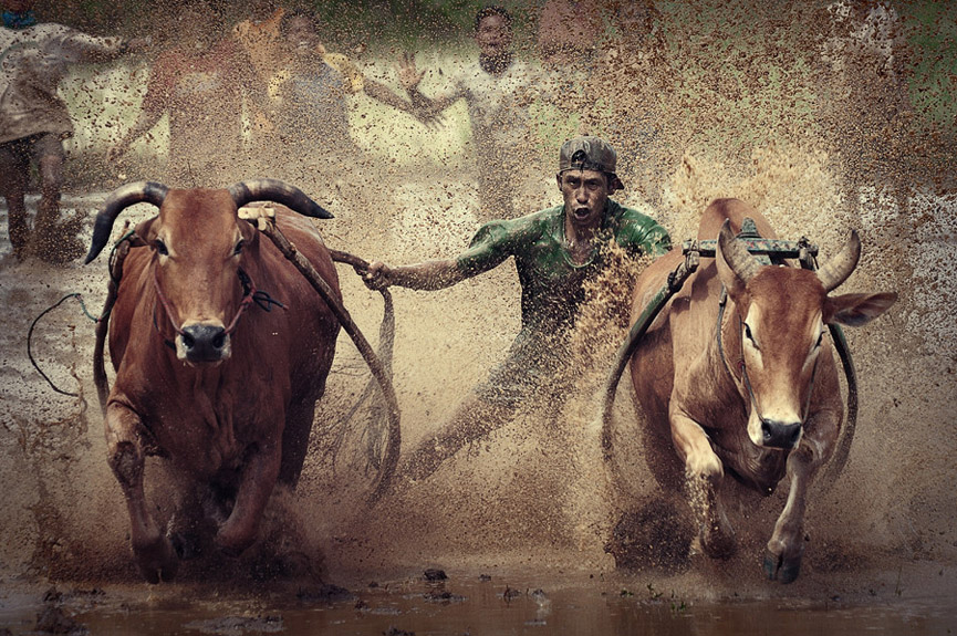 Las reses no deben separarse demasiado. Adib muhandis