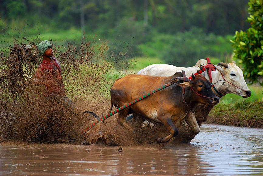 El jinete se ha soltado y está a punto de caer. Pham Thanh Long