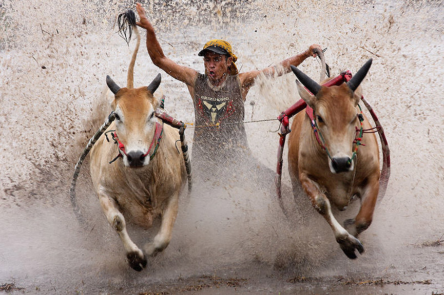 Si sueltas las colas caes. Allan Arthur