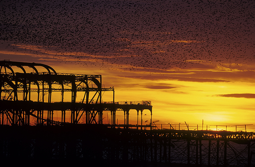 Miles de estorninos al anochecer en West Pier. Alan Mackenzie
