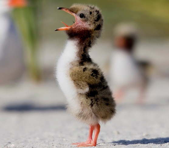 Mi padre es un animal