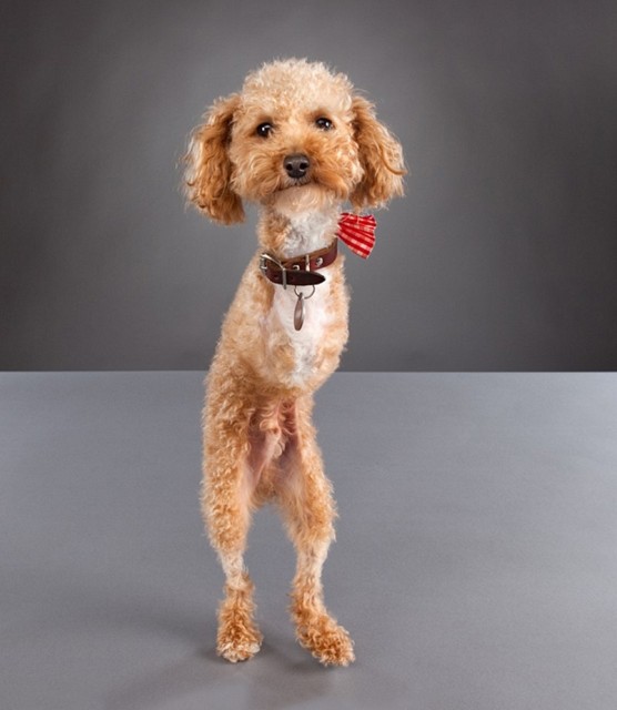 Cosas de perros discapacitados