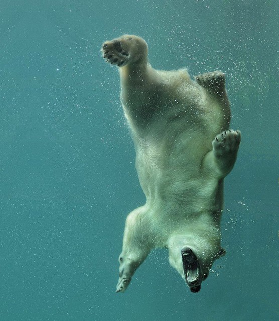 Menudo animal estás hecho!