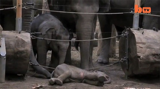 El dolor de los animales ante la muerte