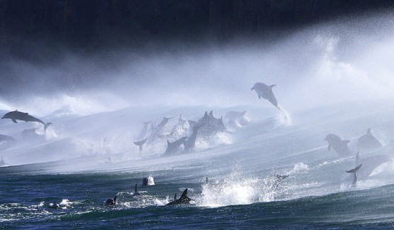 Estampida de delfines